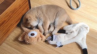 She fell asleep on her soft toy. Priceless ❤️❤️ screenshot 5