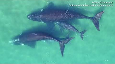 Video: Amazing clip shows drones being used to weigh whales in Argentina