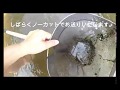 シマドジョウはこうやって獲るんだよ！！