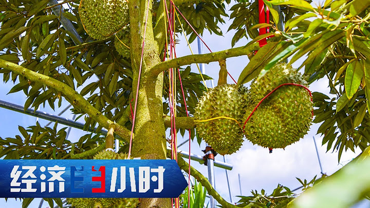 国产榴莲来了！一颗榴莲能卖千元！9年摸索终于扎根，海南榴莲惊喜连连 「经济半小时」20230731 | 财经风云