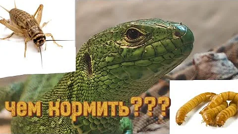 чем кормить ящериц??? ящерицы едят опарышей !!!#video