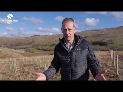 Trees for Water : Mallerstang, Cumbria thumbnail