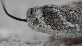 Snake Hunt 2018 Part 3: Finally Snakes!