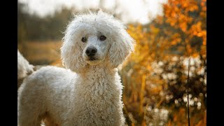 Amazing Facts About Poodles