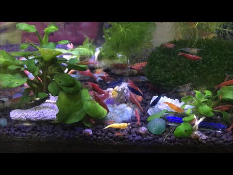 Video Hồ tép mini- Cận cảnh tép mẹ ôm trứng, và những con... - youtube