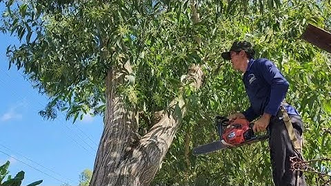 Cưa  cây  tràm  bông  vàng  ,Ở  lộ  lớn  ,Cưa  cây  kỷ  thuật  cao  .