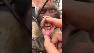 papa ye brash nahi karta 😍🥰 #shorts #funny @ateetkxyz