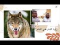 رؤيا الذئب في المنام الشيخ صالح الماجد وإبراهيم الطلحاب