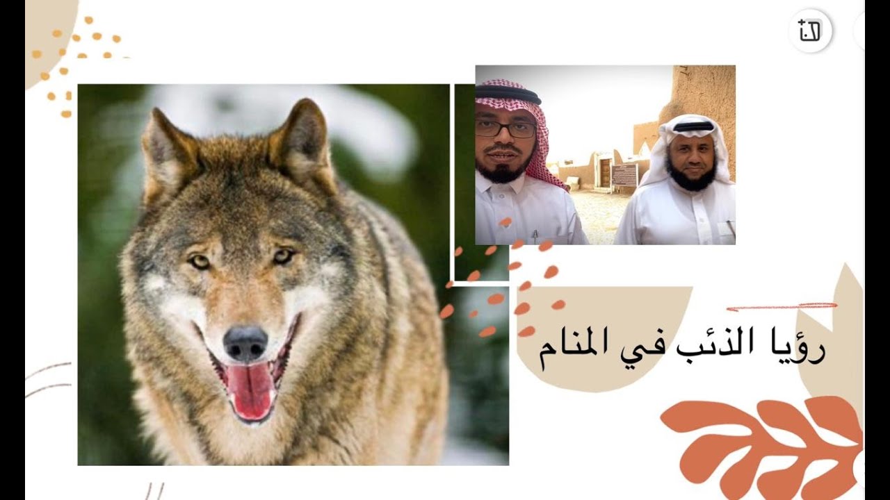 رؤيا الذئب في المنام الشيخ صالح الماجد وإبراهيم الطلحاب