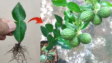 New skills ideas! Grafting a grow kaffir lime tree from kaffir lime leaves in pot