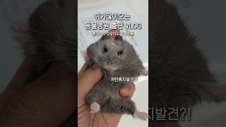 햄스터 휴지 도플갱어 발견 / 동물병원 출근 브이로그