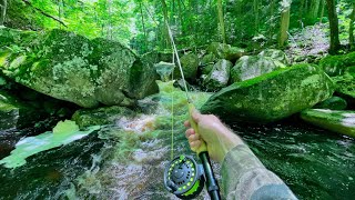 Native Brook TROUT Fishing Small Mountain Stream