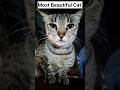 Most Innocent Cat 🐈😺 /pets/animals/cat shorts #shorts