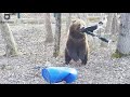 Тыгдымский конь🐎/Bear Mansur