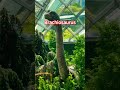 Dinosaur World #dinosaur #amazing #brachiosaurus #realistic #singapore #cloudforest #shorts