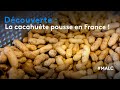 Dcouverte  la cacahute pousse en france 