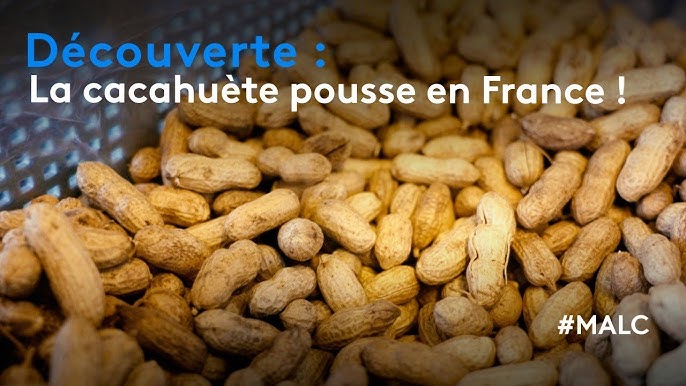 Insolite. La seule ferme française à faire pousser des cacahuètes se trouve  dans les Landes