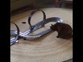 😂 Don't try to #laugh #challenge | #pets scarred by toys | #funny cats