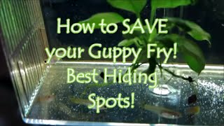 How To Save Your Guppy Fry! Best Hiding Spots.