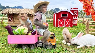 Farmer Bim Bim And Baby Monkey Obi Harvests Broccoli On Dad's Farm