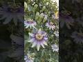 महाभारत की कहानी इस फूल में? 🤯 Krishna Kamal Magic! 🌸100 Kauravas and 5 Pandavas in one flower!