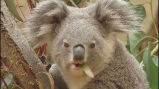 Koalas Indys New Home. Feeling Lonely