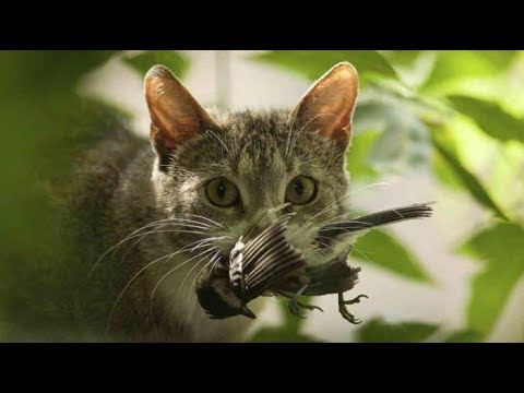 Почему кошки приносят домой добычу ?
