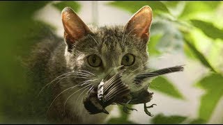 Почему кошки приносят домой добычу ? Почему кошки приносят домой добычу ?