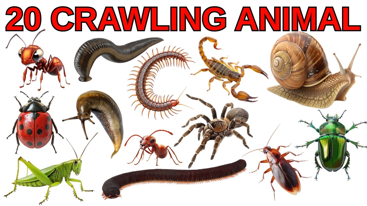 20 Crawling Animals Name in English 🐌 | Learn Insects & Crawling Name ...