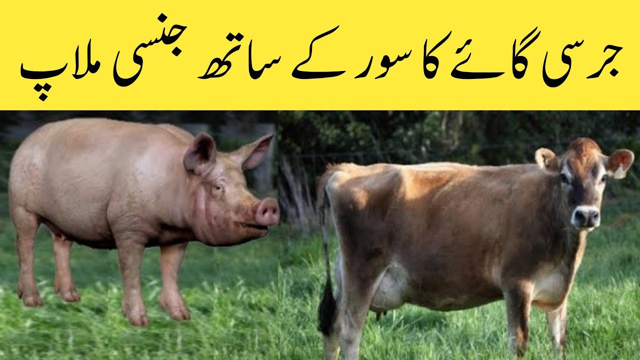 Jersey Cow Ka Suar say jinsi milaap YouTube