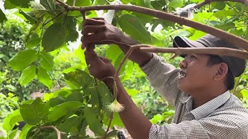 KỸ THUẬT TRIẾT NHÁNH MẬN HỒNG MST CÓ BÁN GIỐNG MẬN HỒNG MST CTY NGỌC ĐỈNH