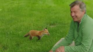 Wild Kratts: Outfoxed - Neighborhood Foxes