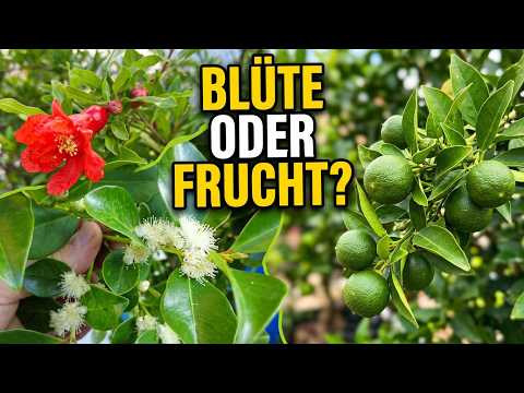 Zitrus, Granatapfel und Guaven im Juli: Blüten und Früchte prüfen