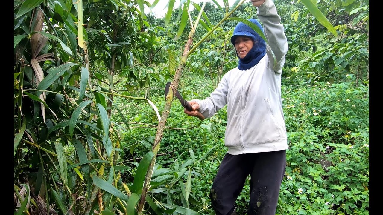 Theo Cô Hạnh lên núi hái đọt Mây - Hương vị đồng quê - Bến Tre - Miền Tây