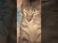 grey mau bobo guysss ✨ #cat #fypシ