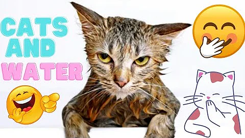 Watch the video about Cats and Water.
