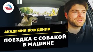 Академия вождения: поездка с собакой в машине