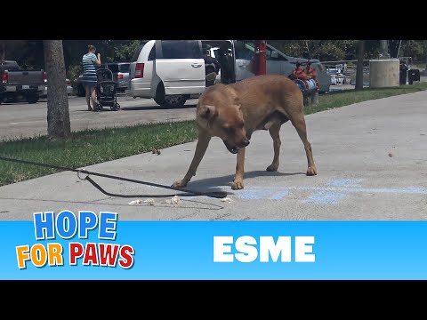 This dog was dumped in a park and left to starve...