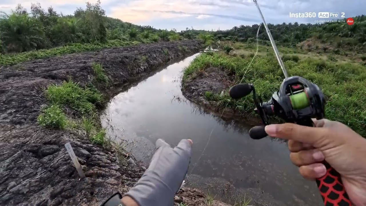 Casting Gabus Full sambaran Menjelang Maghrib ‼️‼️‼️‼️