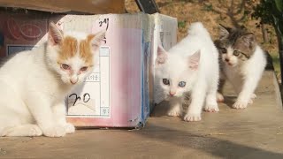 처음 만난 새끼고양이들  하양이와 하순이, 그리고 순둥이