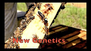 Introducing Caucasian Bees Into Our Apiary