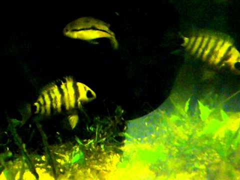 pair of words list Cryptoheros spilurus Breeding Pair with Fry