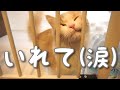 【盗撮】すり抜けてしまう子猫に困ってます…（笑）／A kitten who wants to go inside invades in a way ... haha