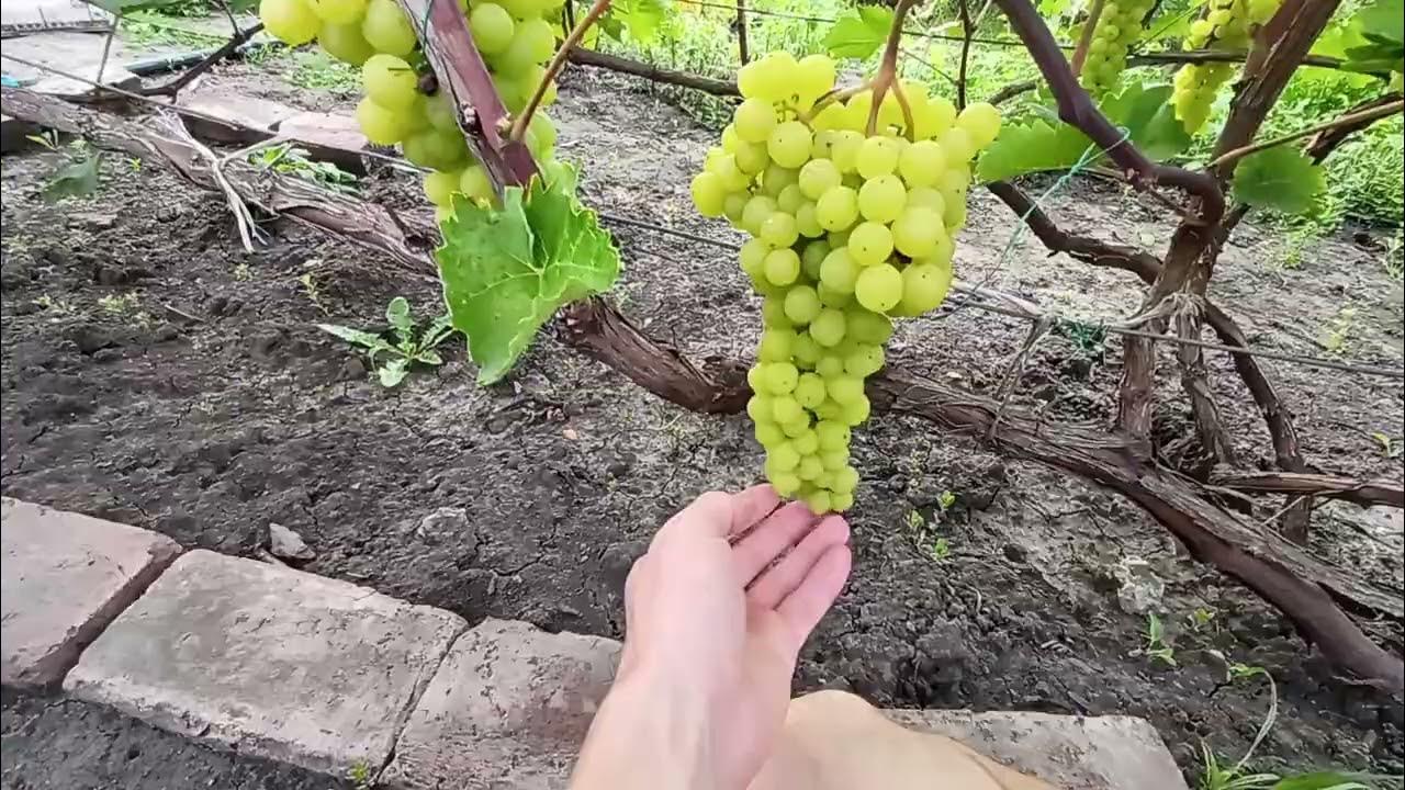 Виноград лиепаяс дзинтарс описание сорта фото отзывы Сорт винограда Лиепаяс дзинтарс @Krasokhina YouTube