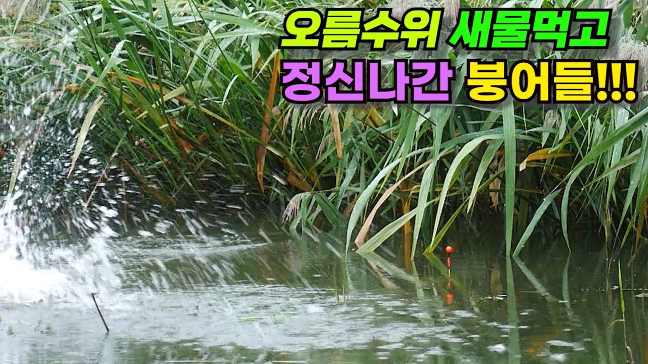 오름수위 새물먹고 정신나간 붕어들이 나옵니다!!! 우중 붕어낚시