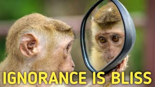 THE MONKEY AND THE MIRROR || SHORT STORY
