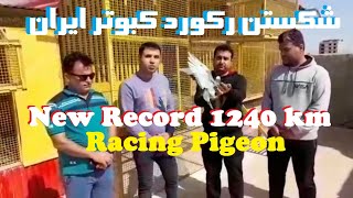 شکستن رکورد کبوتر پلاکی مسافتی ایران 1240کیلومتر هوایی آواجیق-گناوه NEW PIGEON RECORD OF IRAN 1240KM