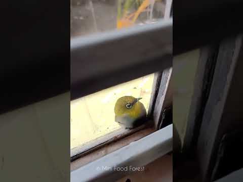#Canary #CanaryInMiniFoodForest #CanaryBird
