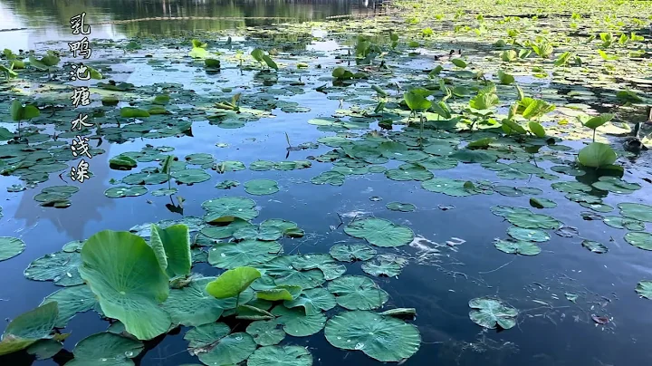 乳鴨池塘水淺深，熟梅天氣半陰晴 | 一日一詩一景 - 天天要聞
