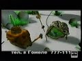 Заставка рекламы начало и конец Нирэя Гомель 2003 динозавры 